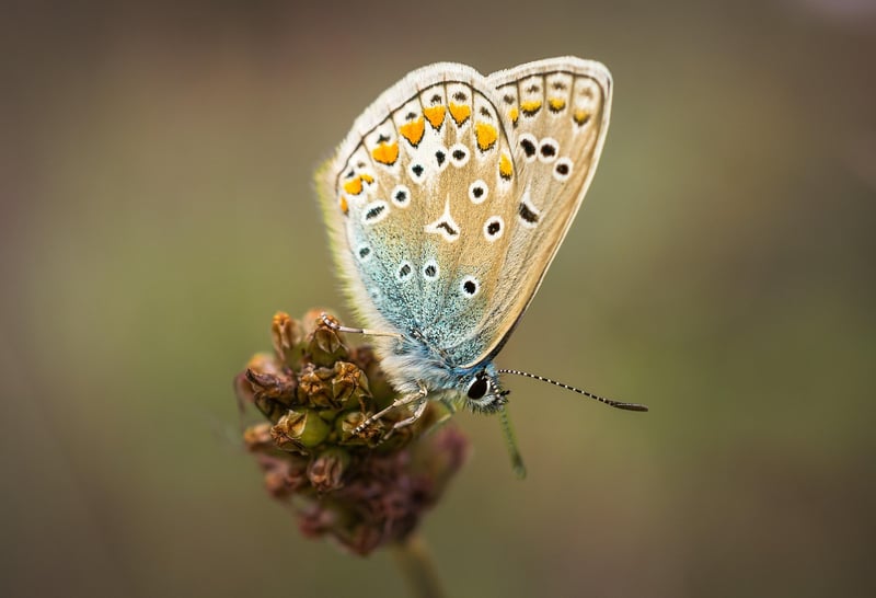 Butterfly Effects